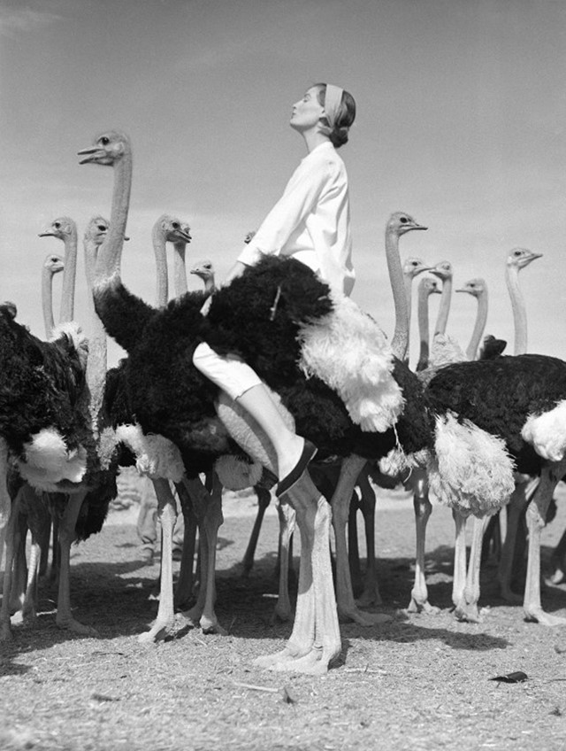 Norman Parkinson, Wenda and ostriches, 1951. Fashion Photographers