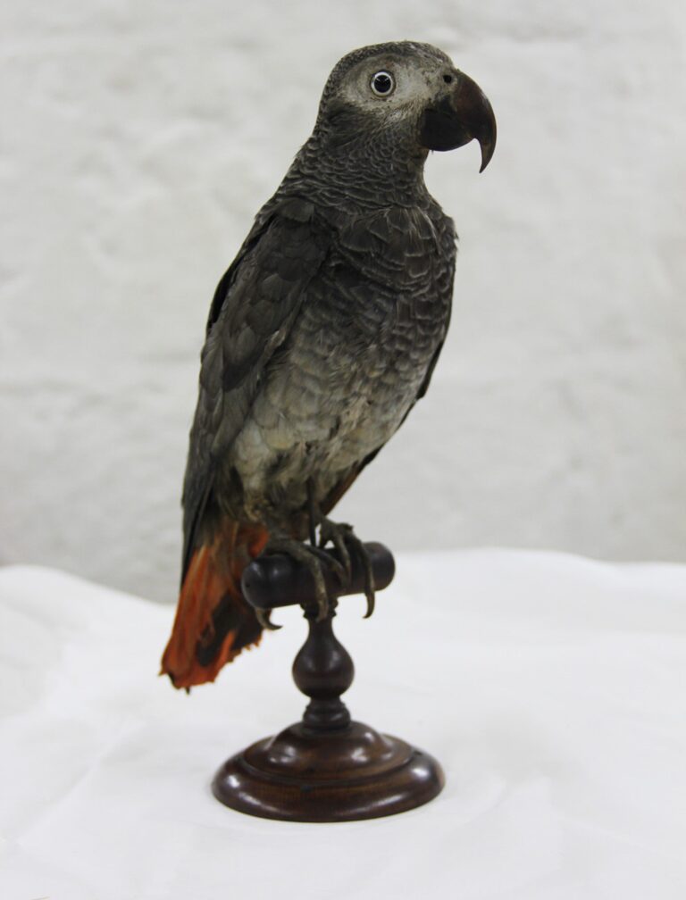 From Specimen to Taxidermy in Art | DailyArt Magazine