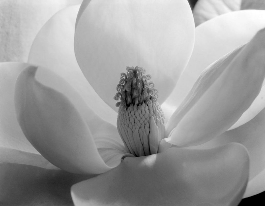 female photographers: Imogen Cunningham, Magnolia Blossom, 1925, Museum of Modern Art, New York, NY, USA. Museum’s website.
