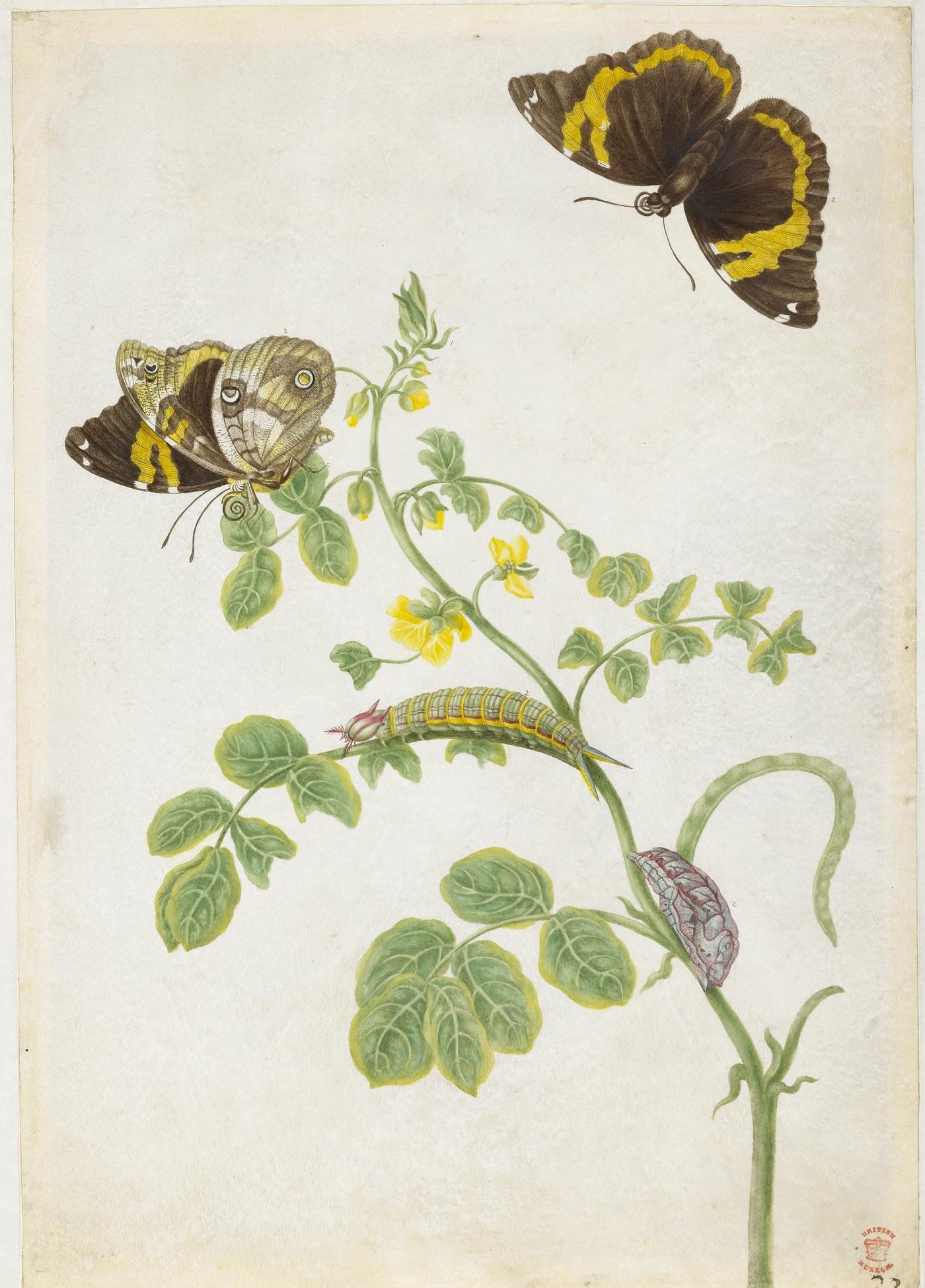 Maria Sibylla Merian: A Revolutionary Scientist | DailyArt Magazine