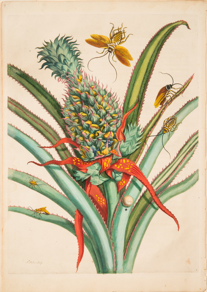 Pineapple picture: Maria Sibylla Merian, Plate 1 from Dissertation in Insect Generations and Metamorphosis in Surinam, ca. 1719. National Museum of Women in the Arts, Washington, DC, USA.
