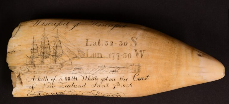 scrimshaw: William H. Acorn, Wiscasset of Wiscasset tooth, 1836, sperm whale tooth, New Bedford Whaling Museum, New Bedford, MA, USA.
