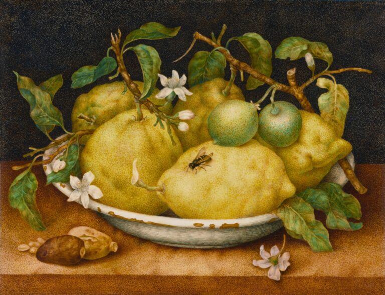 lemons in art: Giovanna Garzoni, Still Life with Bowl of Citrons, late 1640s, J. Paul Getty Museum, Los Angeles, CA, USA.
