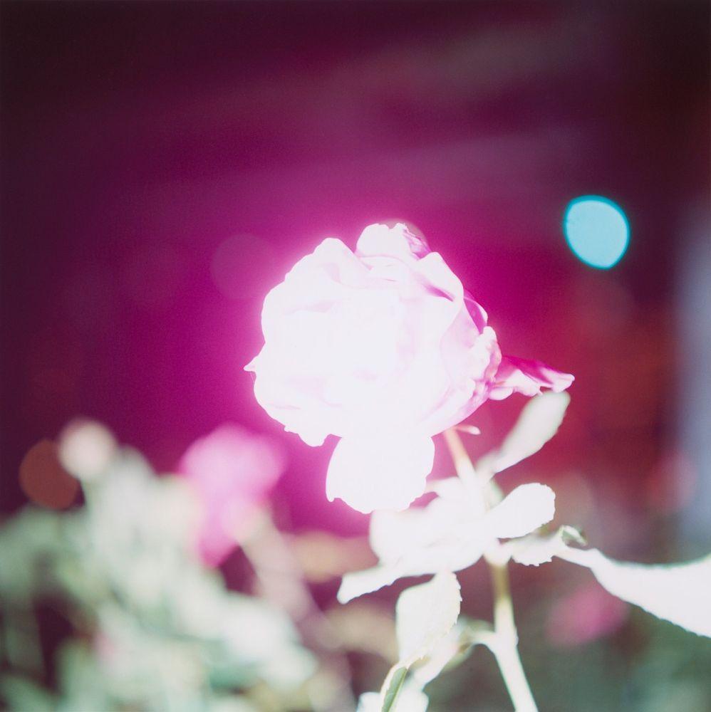 Women Who Changed Photography: Rinko Kawauchi, Untitled from the series Illuminance, 2011. Artist’s webiste.
