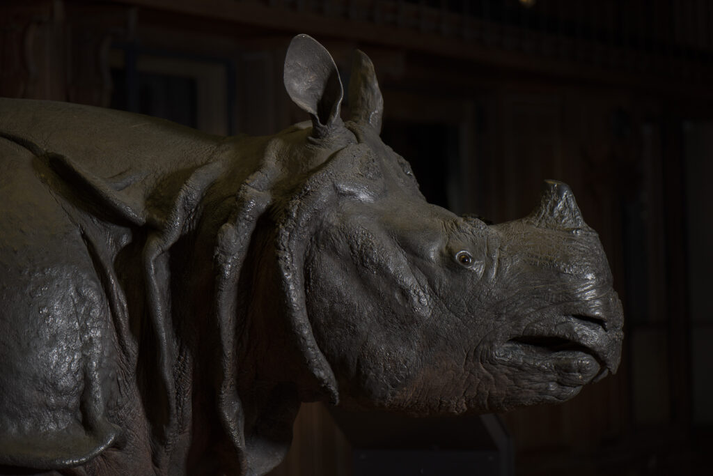 Versailles Science: Louis XV’s rhinoceros, National Museum of Natural History, Paris, France, © MNHN—Agnès Iatzoura.
