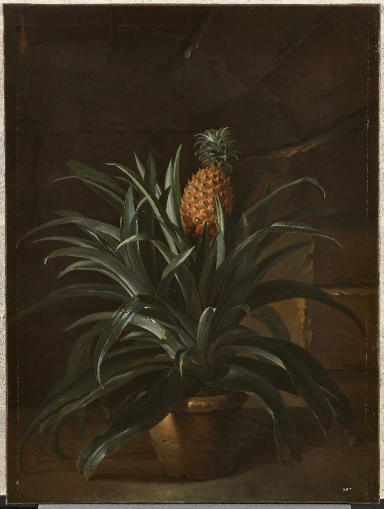 Versailles Science: Jean-Baptiste Oudry, Pineapple in a Pot, 1733, Palace of Versailles, France, © Château de Versailles, Dist. RMN, © Christophe Fouin.
