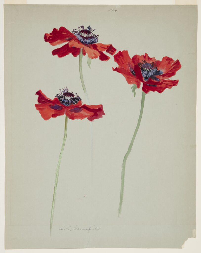 floral still life: Sophia L. Crownfield, Three Studies for Poppies, early 20th century, Cooper Hewitt, Smithsonian Design Museum, New York City, NY, USA.
